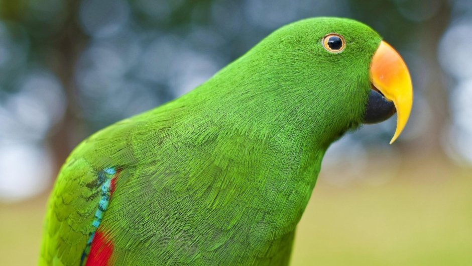 Ожереловый попугай оранжевый