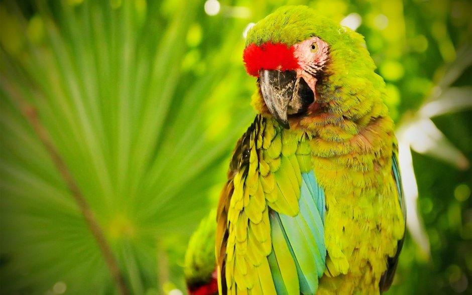 Солдатский ара