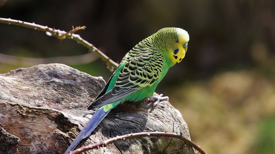 Тигровый волнистый попугай