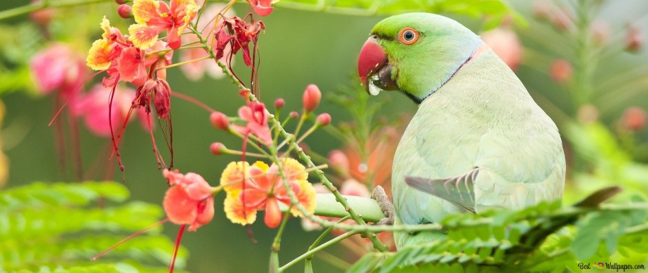 Лорикет Королевский попугай