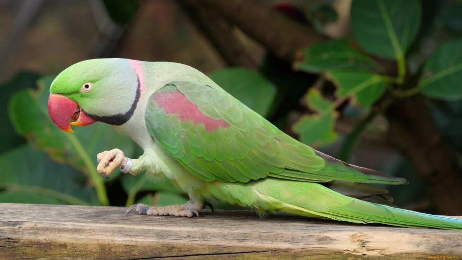 Большие зеленые попугаи