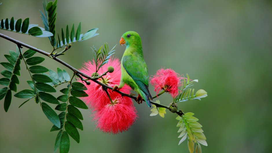 Яркие птички в цветах