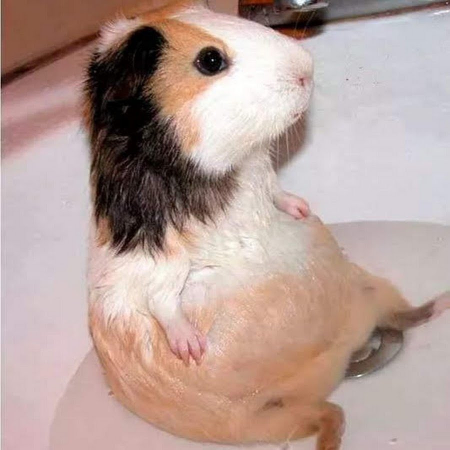 Большой хомяк