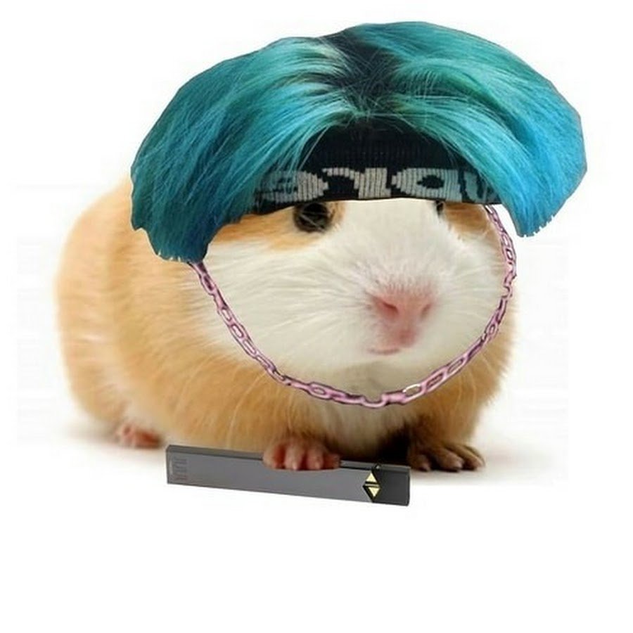 Южный парк Пандемия морские свинки