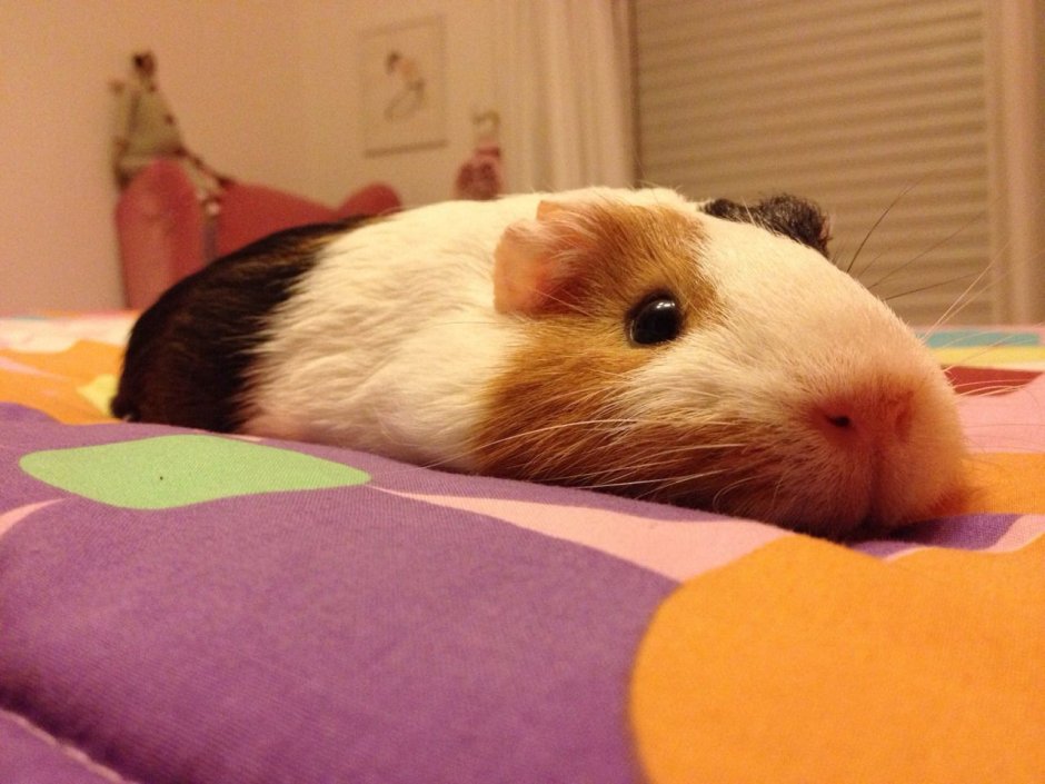 Милые спящие морские свинки