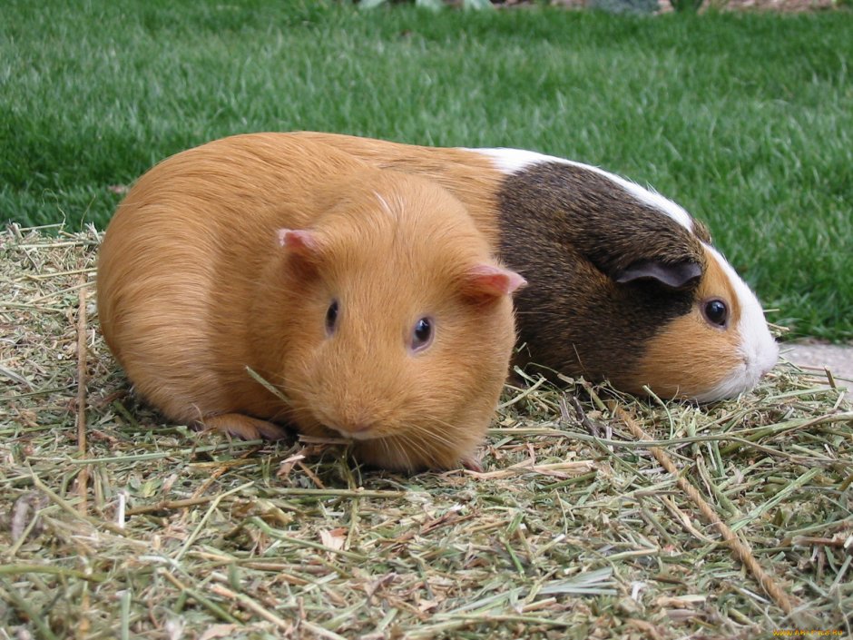 Морская Свинка толстые