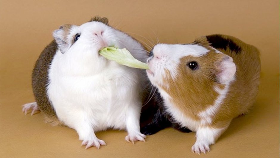 Две морские свинки