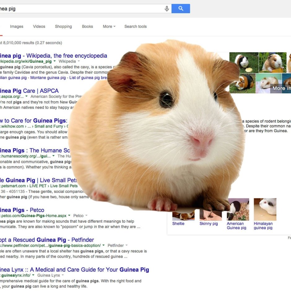 Морская Свинка рост и вес