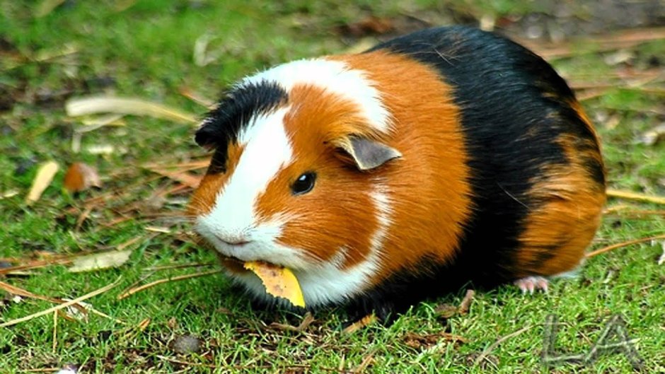 Морская Свинка трехцветная