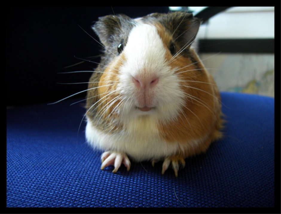 Морская Свинка толстые