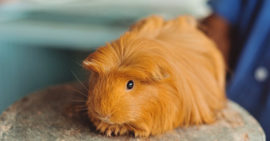 Морская Свинка Сомали