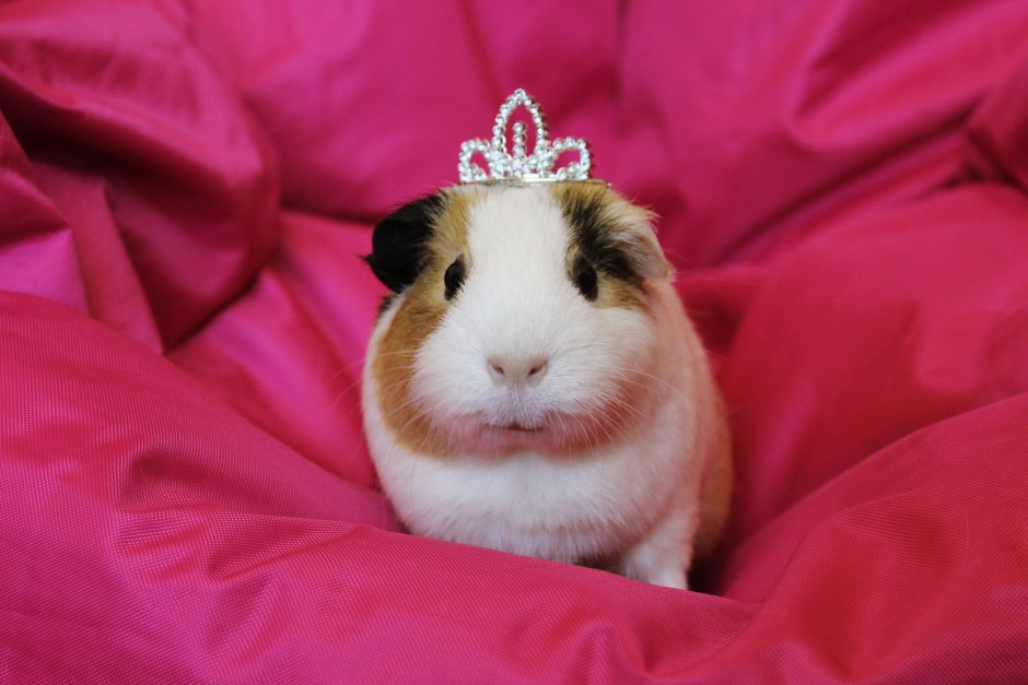 Морская Свинка короткошерстная