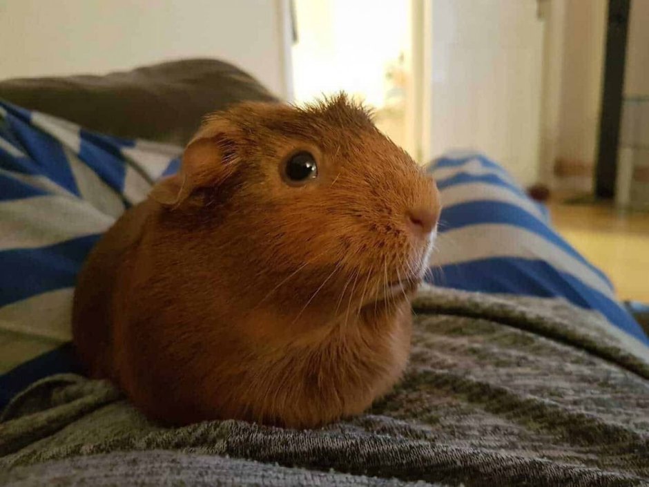 Вислоухая морская Свинка