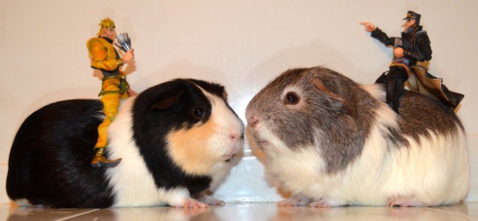 Морская Свинка Jojo