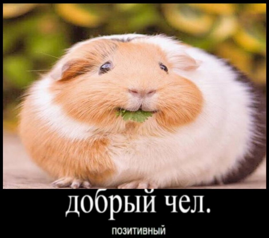 Добрый чел позитивный хомяк