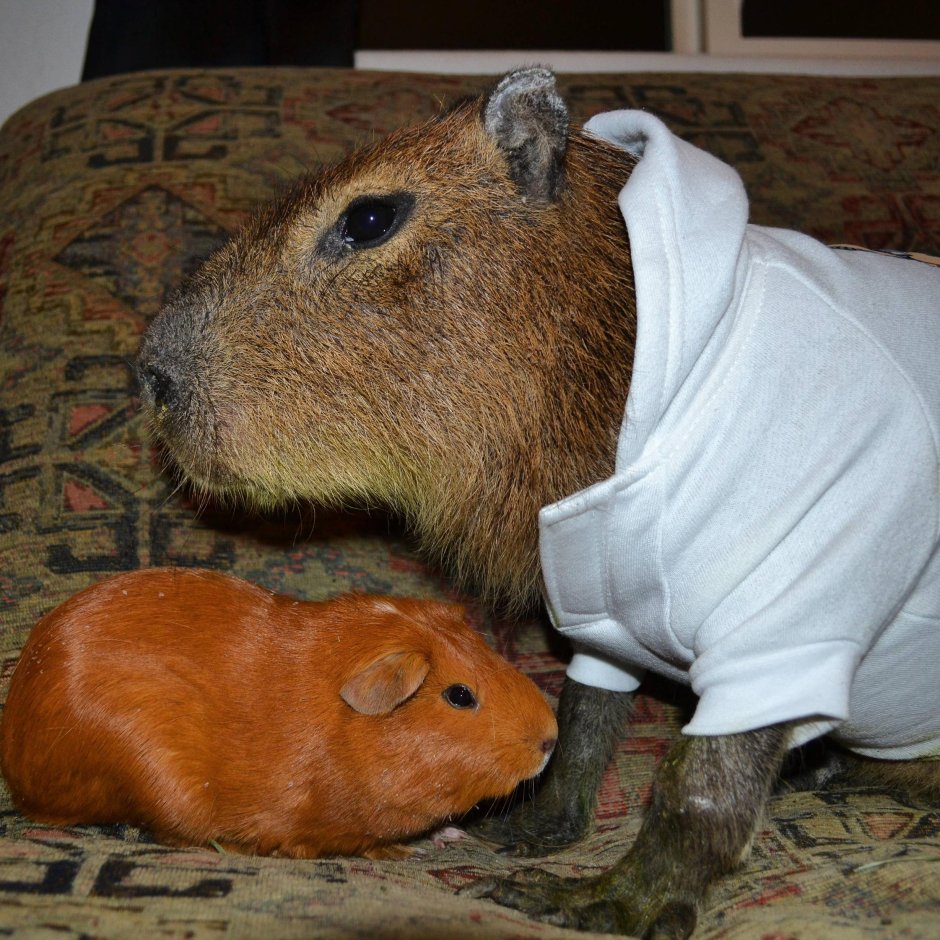 Самые толстые морские свинки