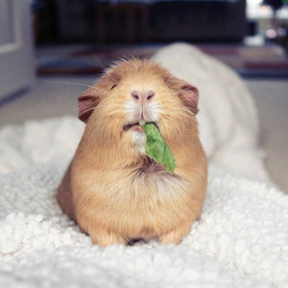 Прикольные морские свинки