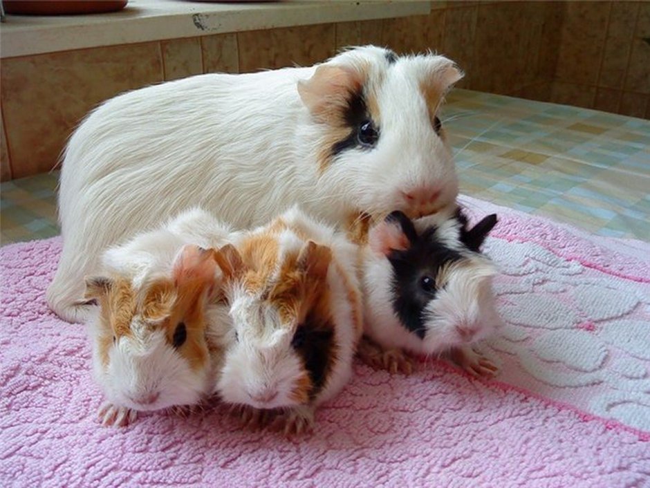 Дети морских свинок