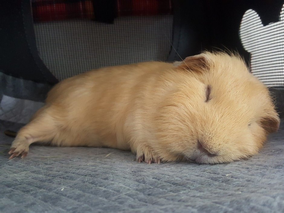 Спящие морские свинки