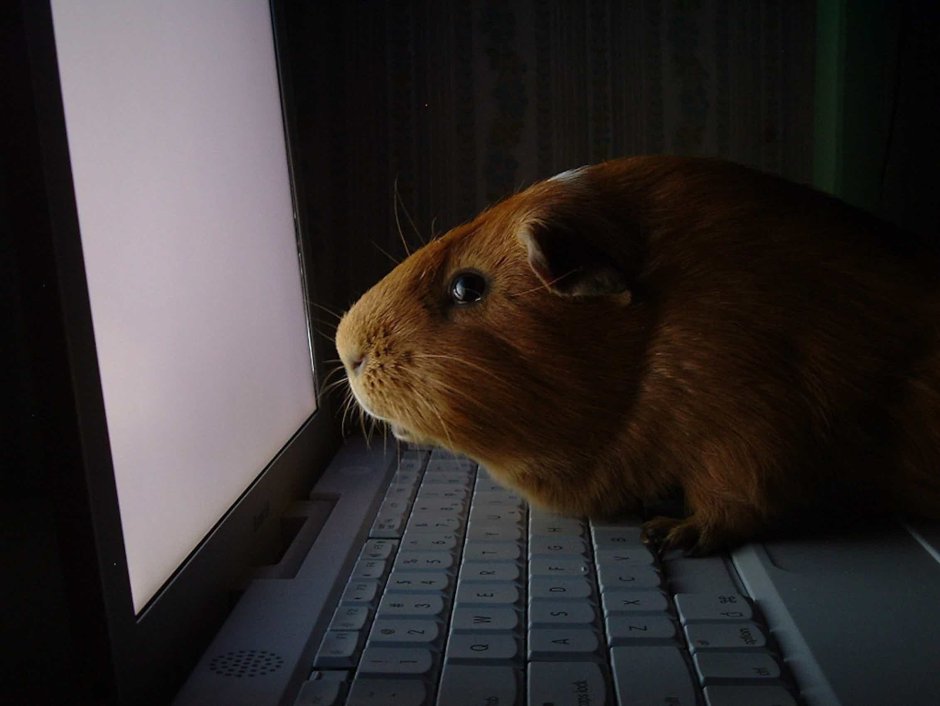 Морская Свинка за компьютером