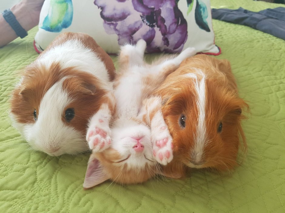 Морская Свинка рыжая