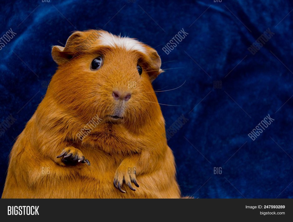 Грустная морская Свинка