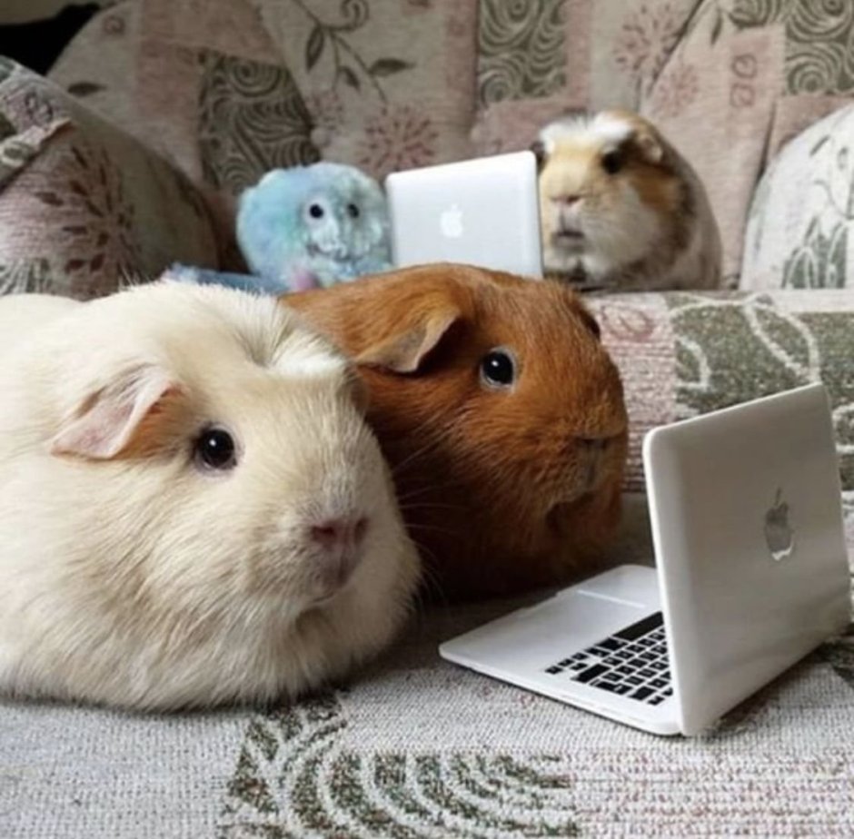 Морская Свинка трехцветная