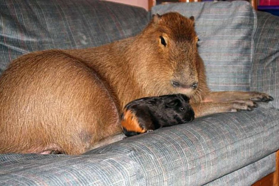 Морская Свинка и копибар