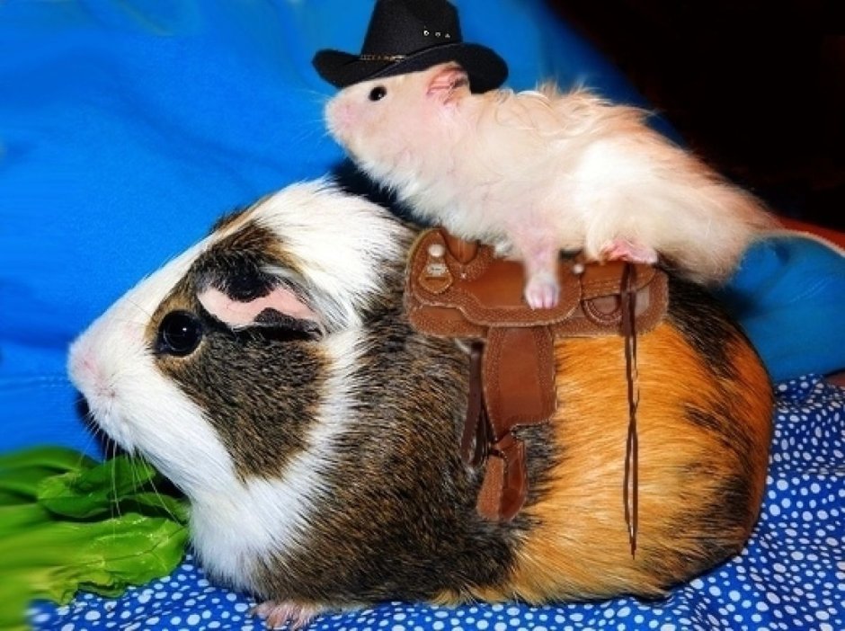 Прикольные морские свинки