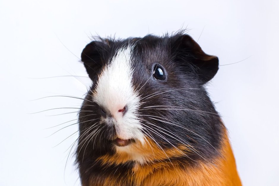 Морская Свинка хартли