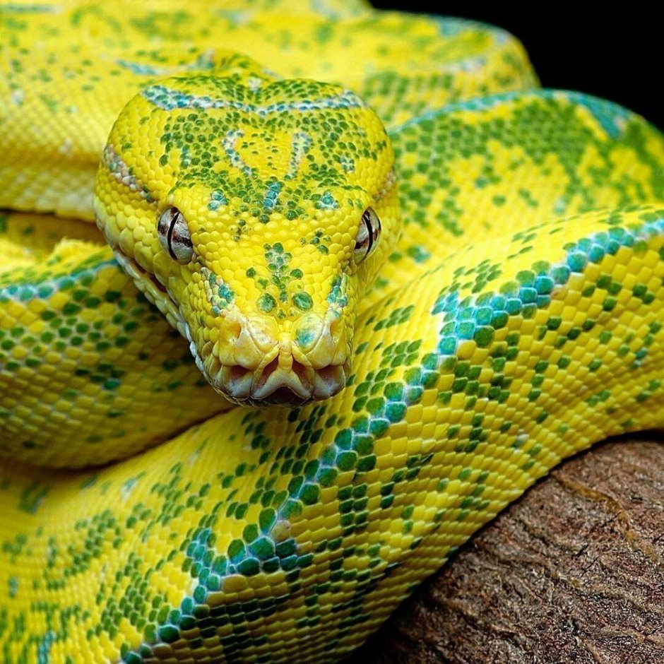 Пятнистый питон