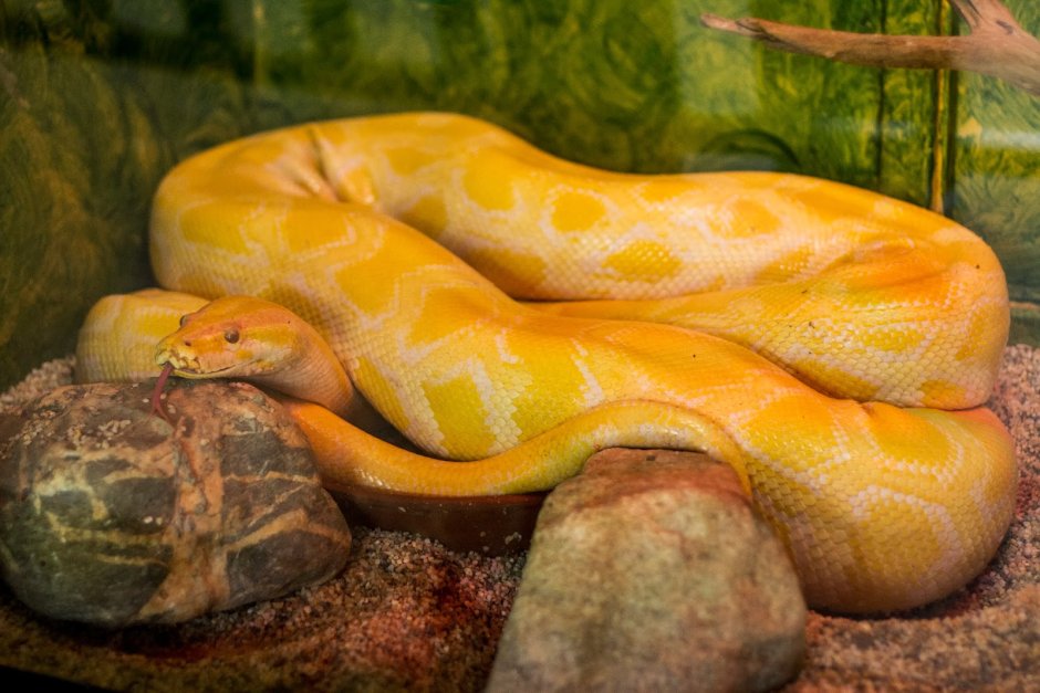 Королевский питон желтый