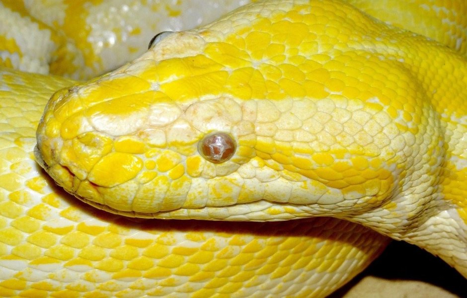 Лимонный питон