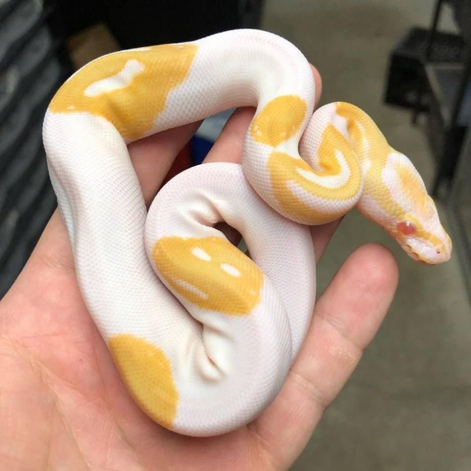 Королевский питон pied