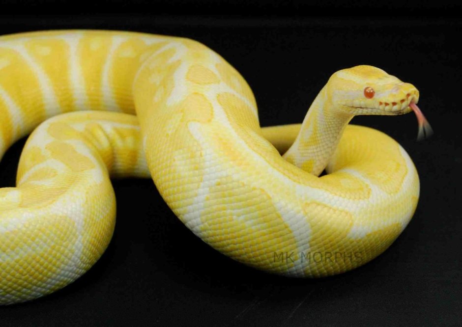 Тигровый питон желтый