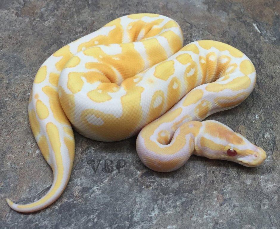 Королевский питон Albino