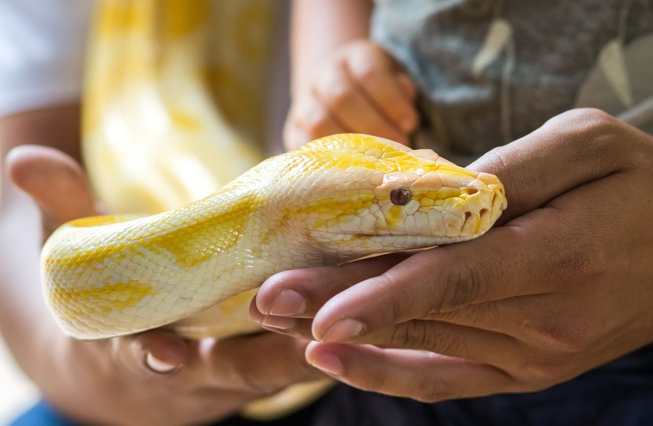 Тигровый питон Голден