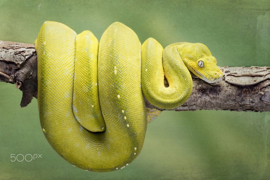 Зеленый питон желтый