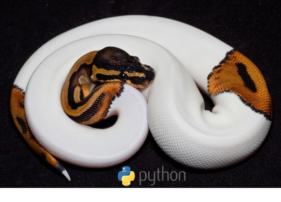 Королевский питон альбинос