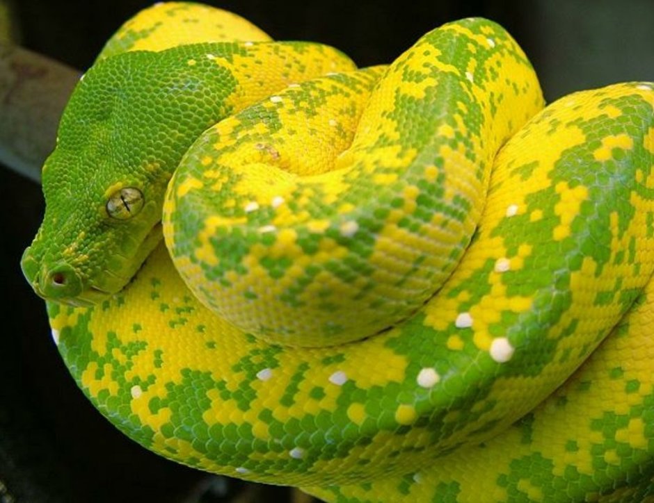 Лимонный питон