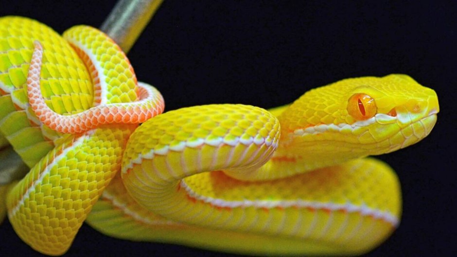 Куфия альбинос