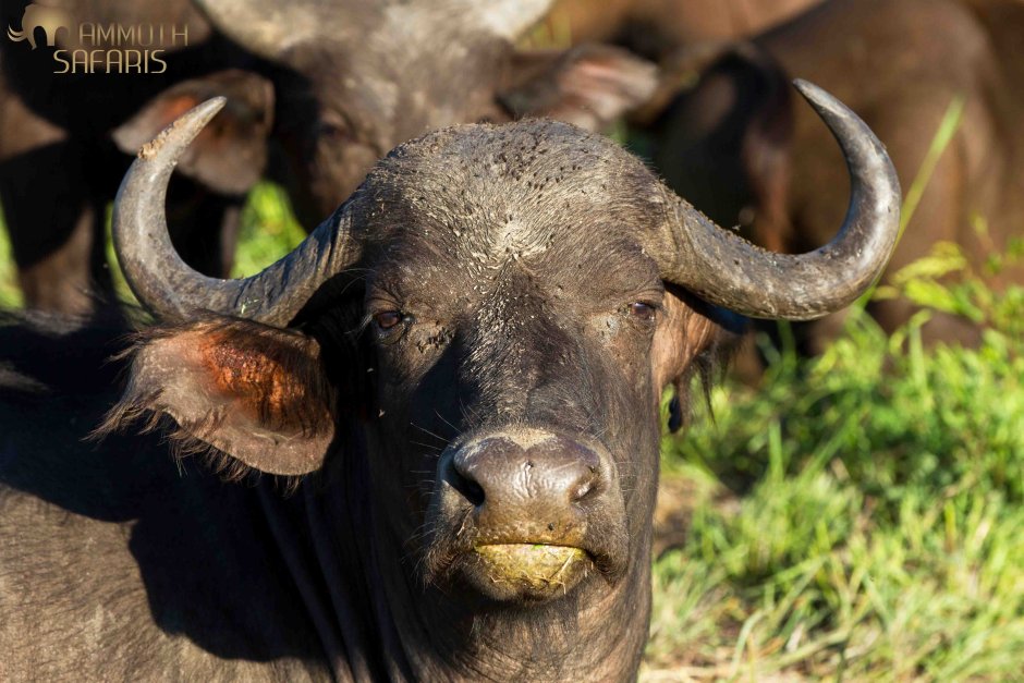 Кентусы Карликовые Буйволы