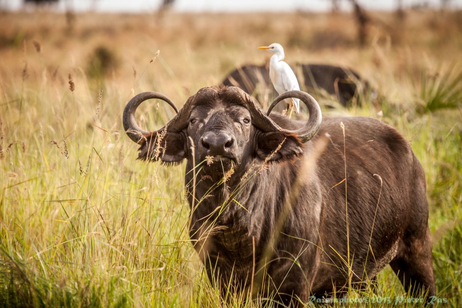 Буйвол Африканский заповедник