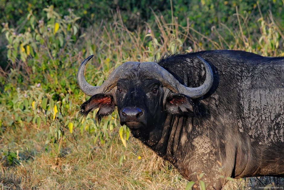 Африканский Капский буйвол