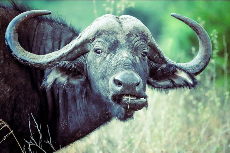 Буйвол профиль
