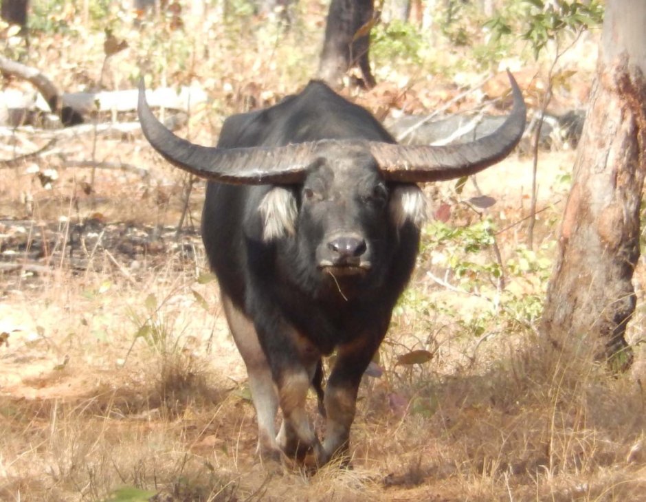 Хозяйственная польза от буйвола азиатского