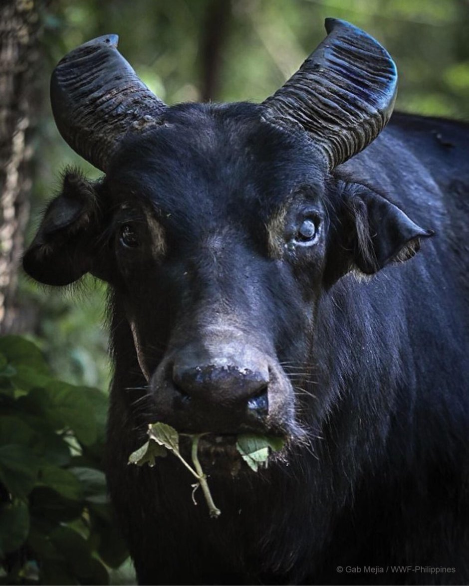Аноа буйвол