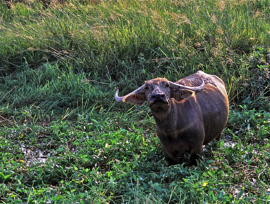 Азиатские Буйволы Тамарау