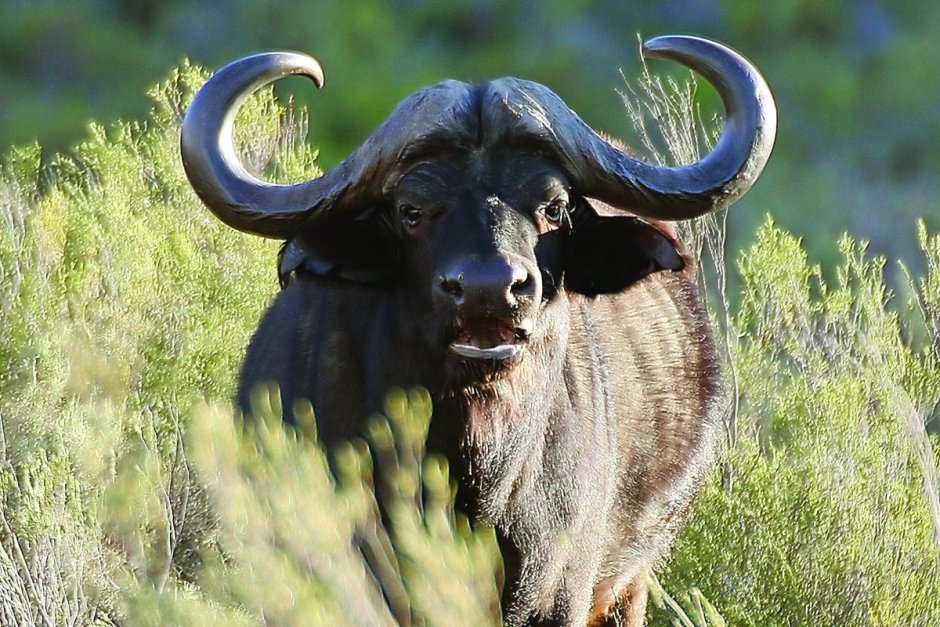 Винторогий буйвол