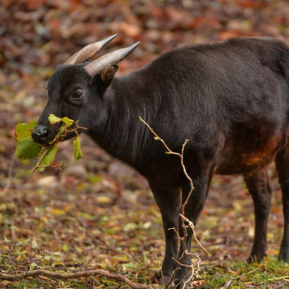 Аноа карликовый буйвол